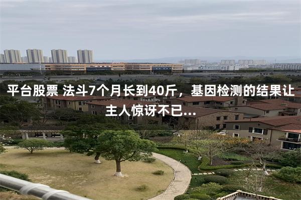 平台股票 法斗7个月长到40斤，基因检测的结果让主人惊讶不已